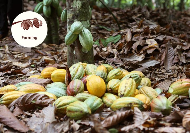 Del árbol a la golosina – El camino del cacao hasta convertirse en chocolate