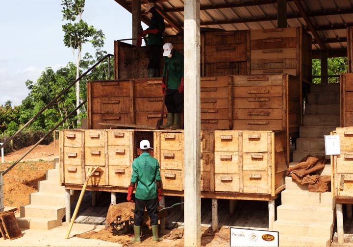 Cacao-Trace: La realidad del cultivo de cacao en Costa de Marfil 